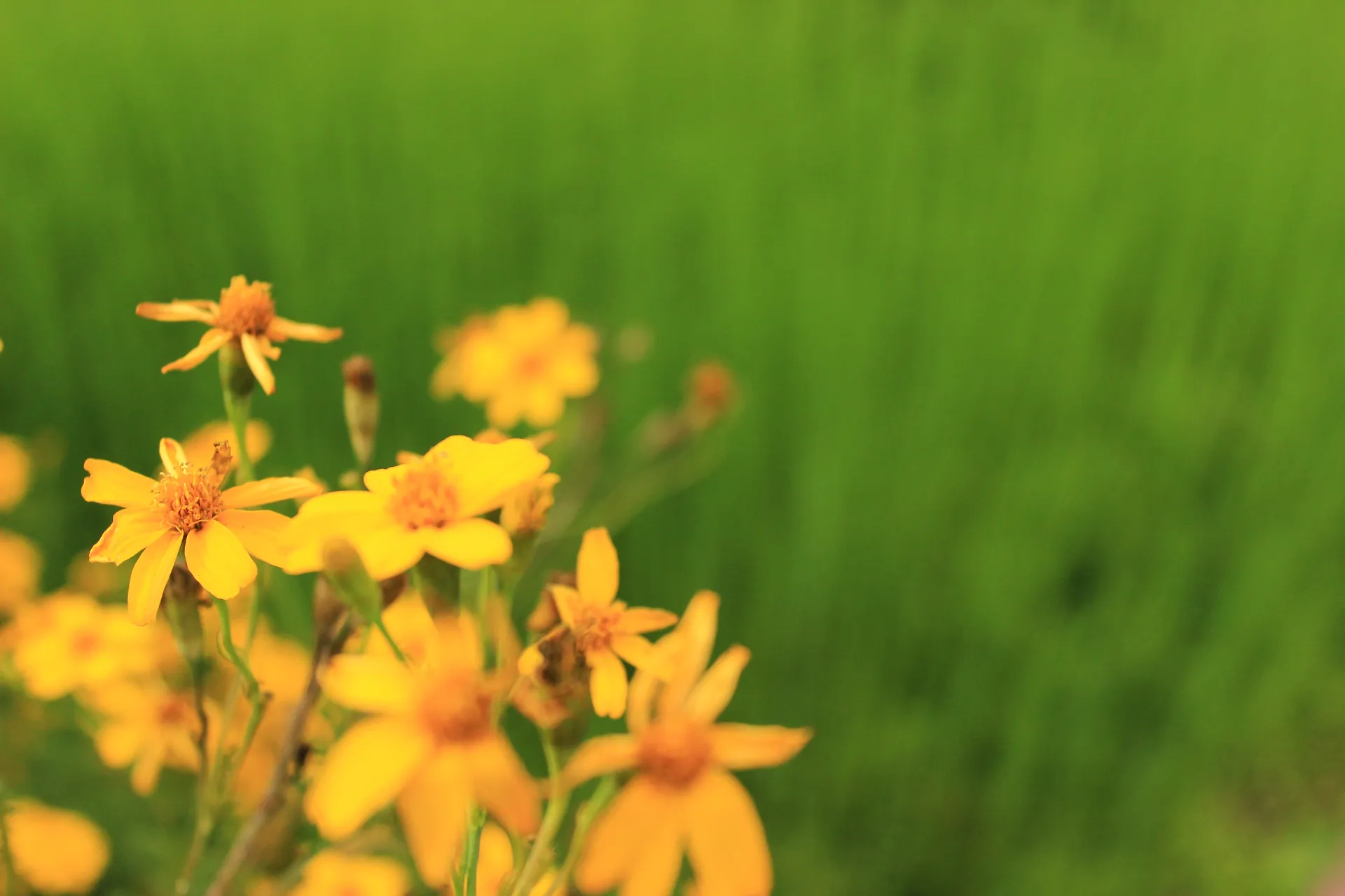 Flores, metáfora de florecer en un nuevo lugar