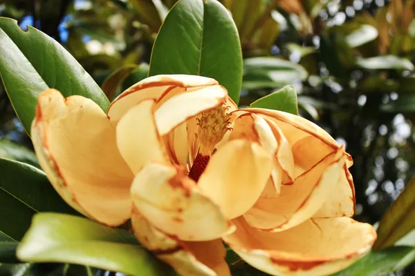 Fotografía original de Santiago — Flores