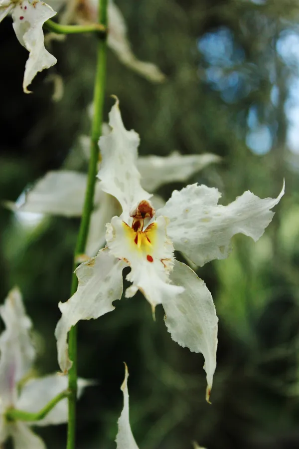 Fotografía original de Santiago — Flores