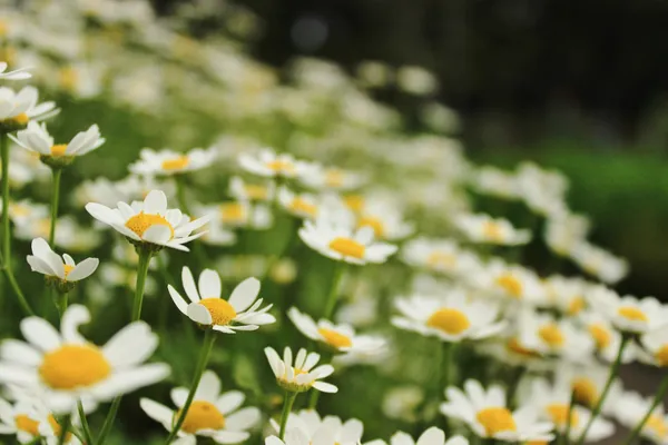 Fotografía original de Santiago — Flores