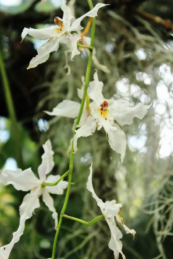 Fotografía original de Santiago — Flores